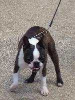 Boston Terrier