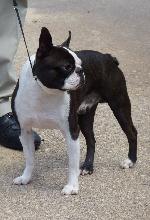 Cães