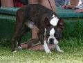 Boston Terrier