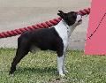 Boston Terrier