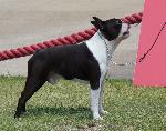 Cães