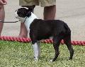 Boston Terrier