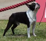 Cães