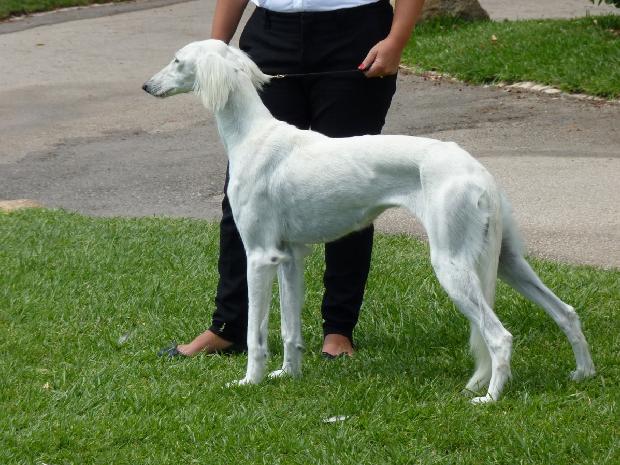 Saluki