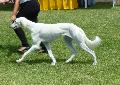 Saluki