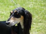 Cães