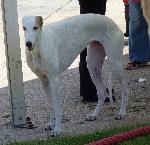 Cães