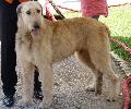 Galgo Irlandês
