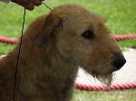 Irish Wolfhound