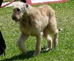 Cães