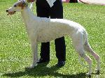 Cães