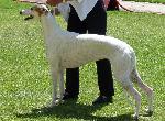 Cães
