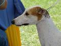 Galgo Inglês