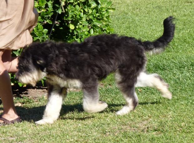 Cão Barbado da Terceira