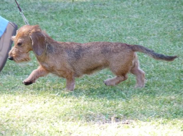 Baixote Kaninchen de Pêlo Cerdoso