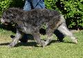 Cão Barbado da Terceira