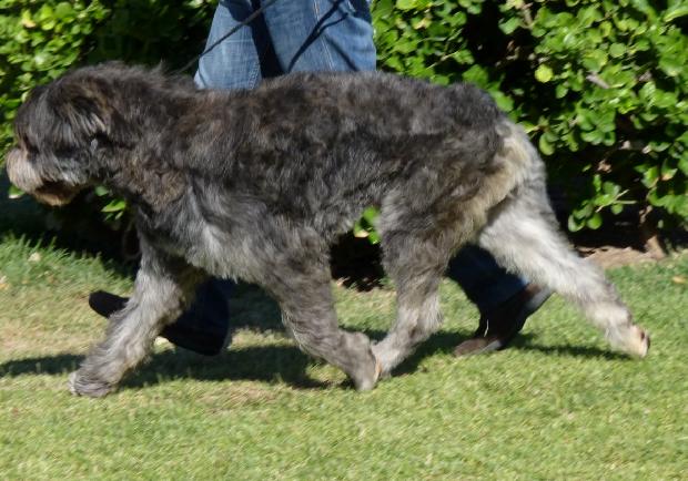 Cão Barbado da Terceira