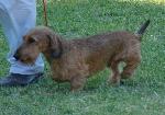Cães