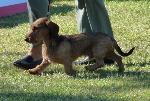Cães