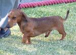 Cães