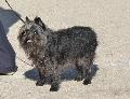 Affenpinscher