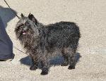 Affenpinscher