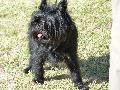 Affenpinscher