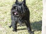 Affenpinscher
