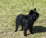 Cães