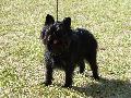 Affenpinscher