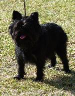 Cães