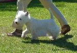 Cães