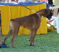 Boxer