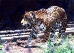 Jaguar <i>(Panthera onca)</i>