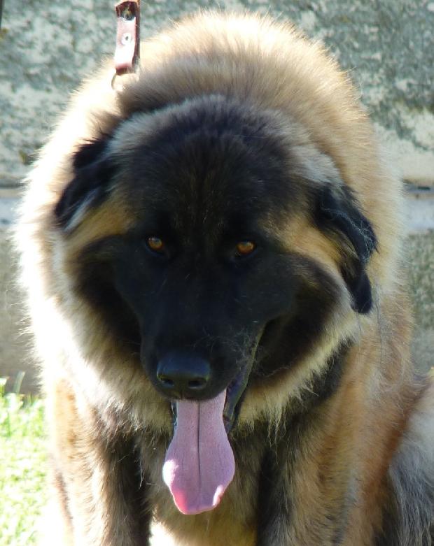 Cão da Serra da Estrela