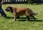 Cães
