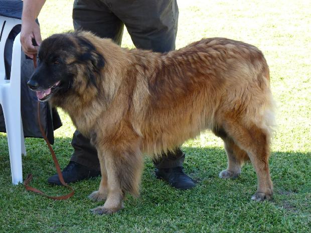 Cão da Serra da Estrela