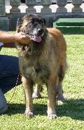 Cão da Serra da Estrela