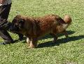 Cão da Serra da Estrela