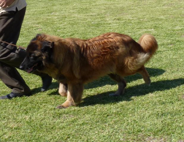 Cão da Serra da Estrela