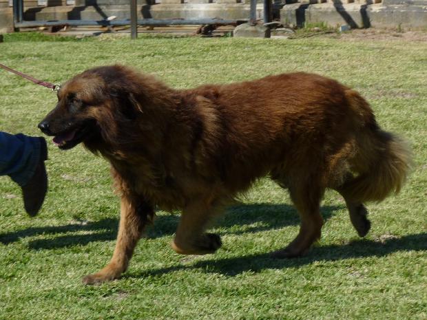 Cão da Serra da Estrela