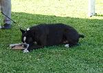 Cães