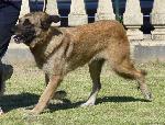 Cães