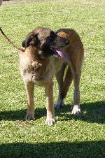 Cães