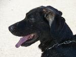 Cães