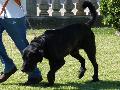 Cão de Castro Laboreiro