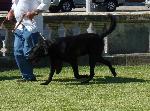 Cães