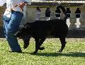 Cão de Castro Laboreiro