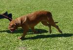 Cães