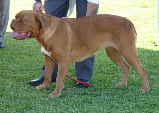 Dogue de Bordéus